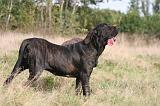 FILA BRASILEIRO 175